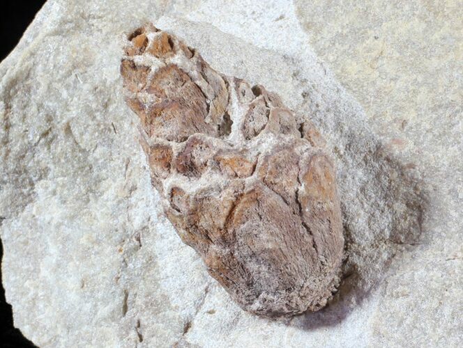 D, Oligocene Aged Fossil Pine Cone - Germany #63280